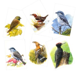Série 2 - Passereaux - 6 cartes d'André Buzin