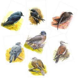 Série 4 - Passereaux - 7 cartes d'André Buzin