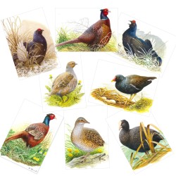 Série 5 - Gallinacés et râles - 8 cartes d'André Buzin