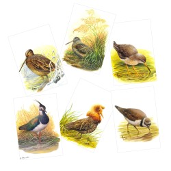 Série 6 - Echassiers - 6 cartes d'André Buzin