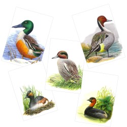 Série 8 - Canards et grèbes - 5 cartes d'André Buzin