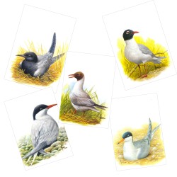 Série 9 - Mouettes et sternes - 5 cartes d'André Buzin
