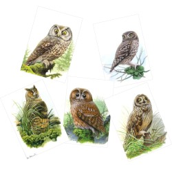 Série 10 - Rapaces nocturnes - 5 cartes d'André Buzin