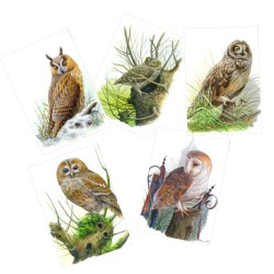 Série 11 - Rapaces nocturnes - 5 cartes d'André Buzin