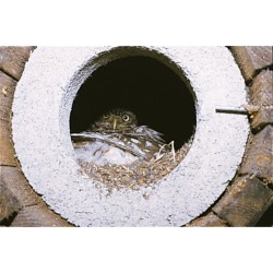 Nichoir pour Chevêche d'Athéna avec protection anti-carnassier et aération - Schwegler (N°20B - 247/1)