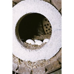 Nichoir pour Chevêche d'Athéna avec protection anti-carnassier et aération - Schwegler (N°20B - 247/1)