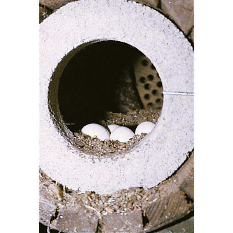 Nichoir pour Chevêche d'Athéna avec protection anti-carnassier et aération - Schwegler (N°20B - 247/1)