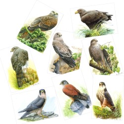 Série 12 - Rapaces diurnes - 8 cartes d'André Buzin