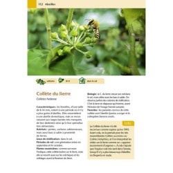 Hôtels à insectes - Abeilles sauvages, bourdons & Cie au jardin