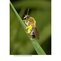 Hôtels à insectes - Abeilles sauvages, bourdons & Cie au jardin