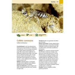 Hôtels à insectes - Abeilles sauvages, bourdons & Cie au jardin