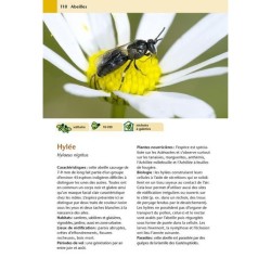 Hôtels à insectes - Abeilles sauvages, bourdons & Cie au jardin