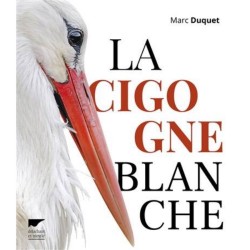 La cigogne blanche
