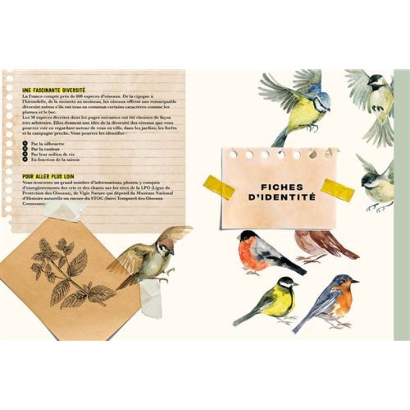 Oiseaux - Carnet Nature Oiseaux - Carnet Nature