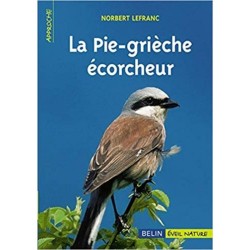 La Pie-grièche écorcheur