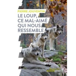 Le loup, ce mal-aimé qui nous ressemble