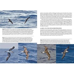Guide photo des oiseaux marins du monde Guide photo des oiseaux marins du monde