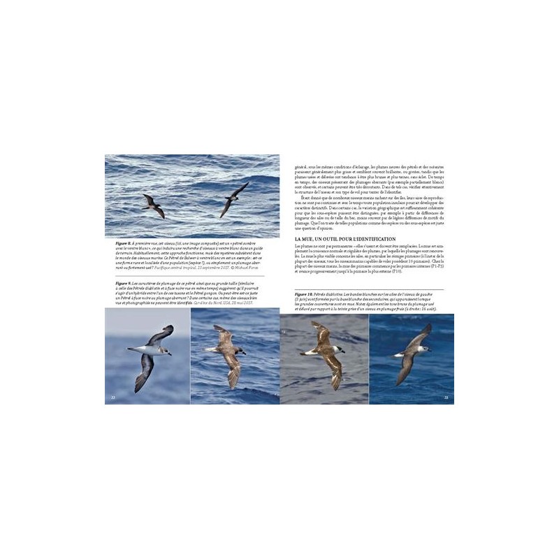 Guide photo des oiseaux marins du monde