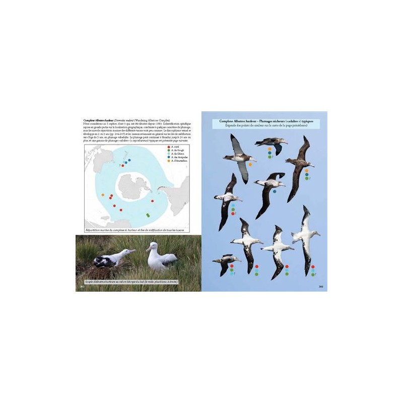 Guide photo des oiseaux marins du monde
