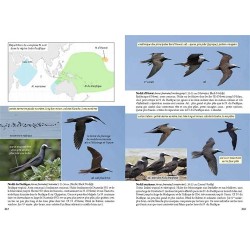 Guide photo des oiseaux marins du monde Guide photo des oiseaux marins du monde