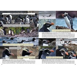 Guide photo des oiseaux marins du monde Guide photo des oiseaux marins du monde
