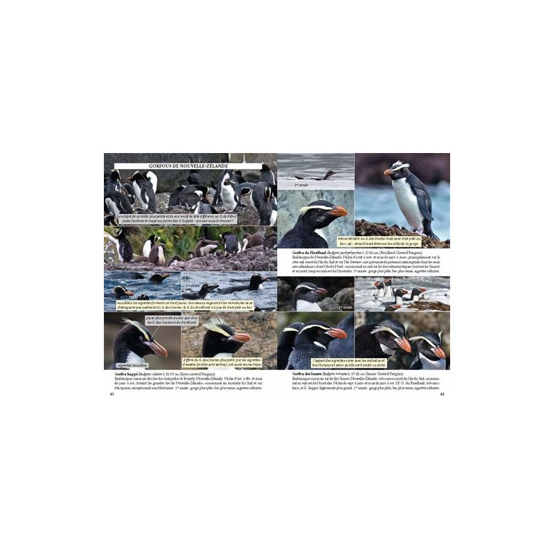 Guide photo des oiseaux marins du monde