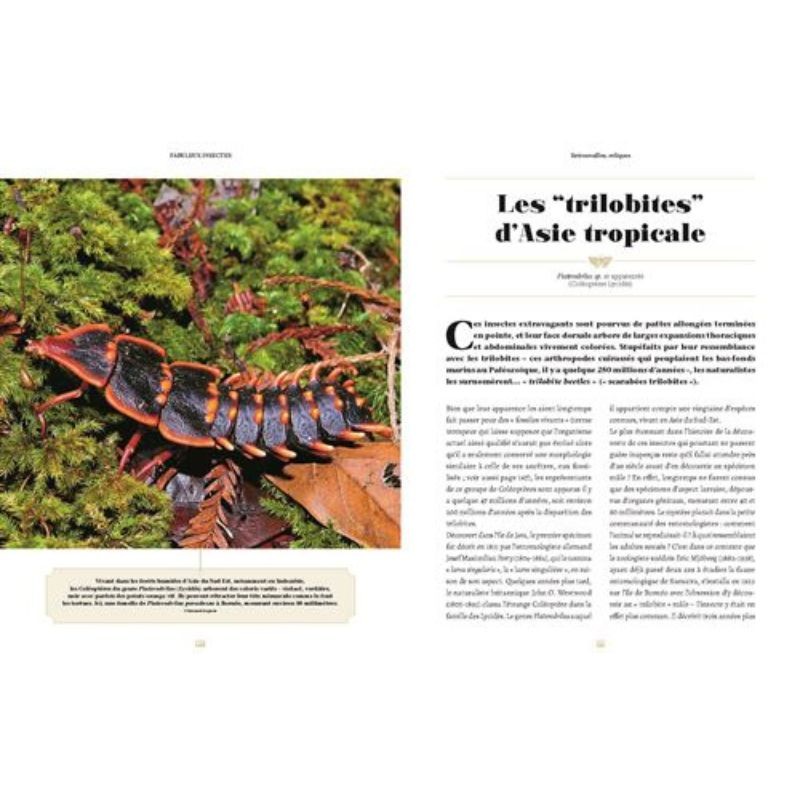 Fabuleux insectes Fabuleux insectes