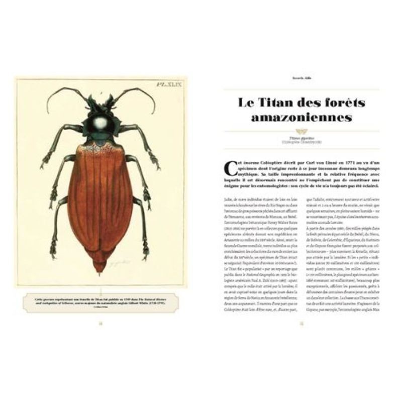 Fabuleux insectes Fabuleux insectes