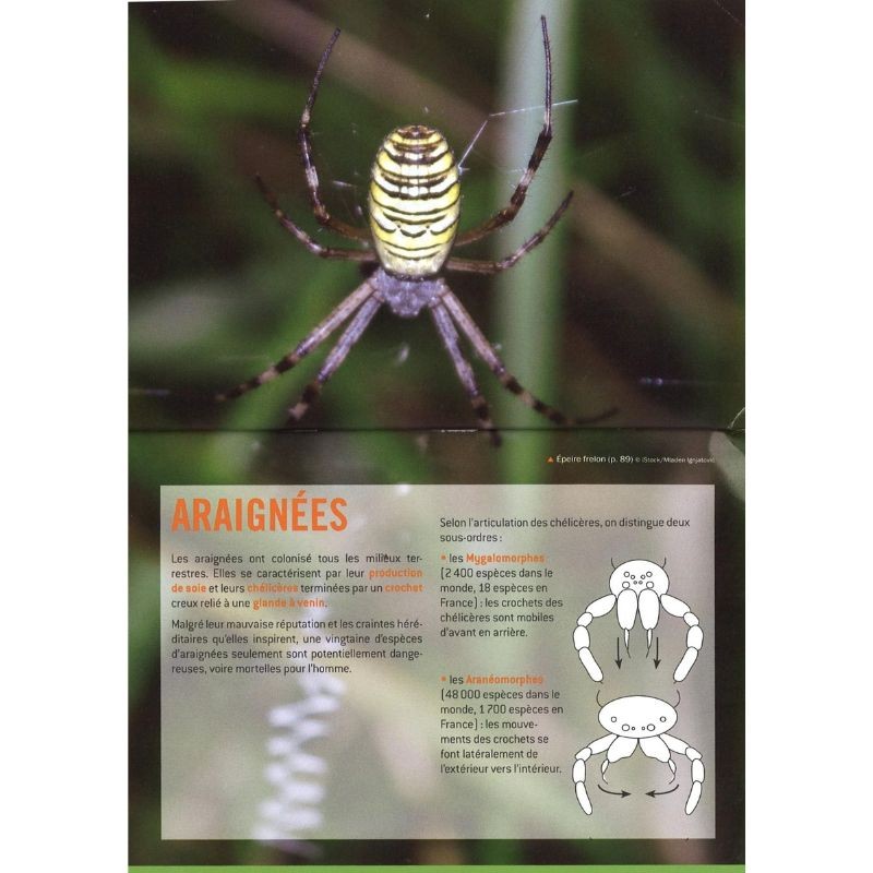 L'indispensable guide des araignées communes de France et autres arachnides