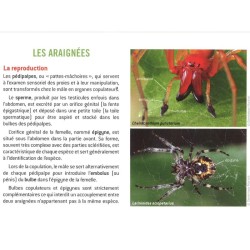 L'indispensable guide des araignées communes de France et autres arachnides