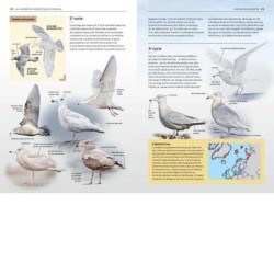 Les Laridés du Paléarctique occidental - Guide d'identification des mouettes et des goélands