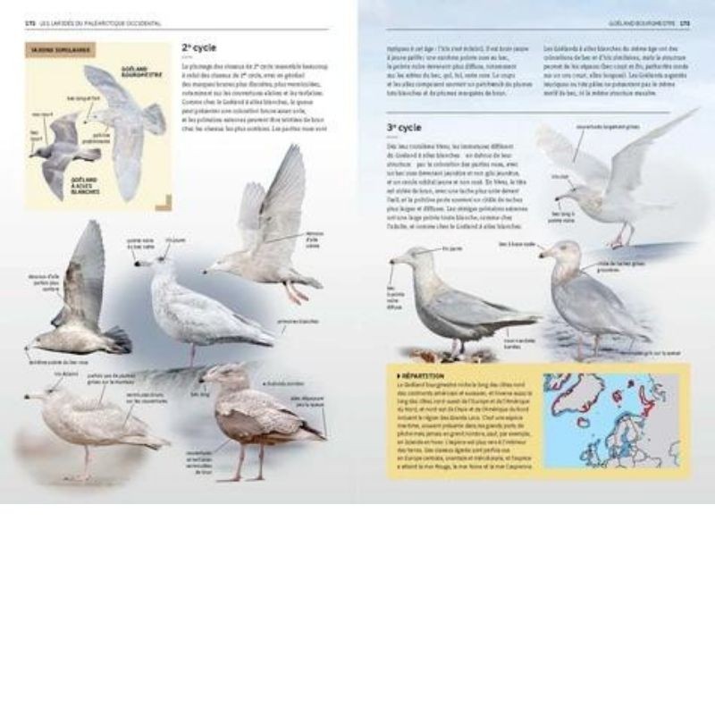 Les Laridés du Paléarctique occidental - Guide d'identification des mouettes et des goélands