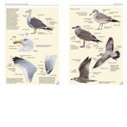 Les Laridés du Paléarctique occidental - Guide d'identification des mouettes et des goélands