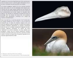 Fou de fous - monographie photographique sur le sulidae