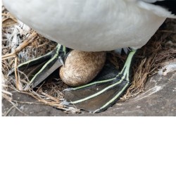 Fou de fous - monographie photographique sur le sulidae