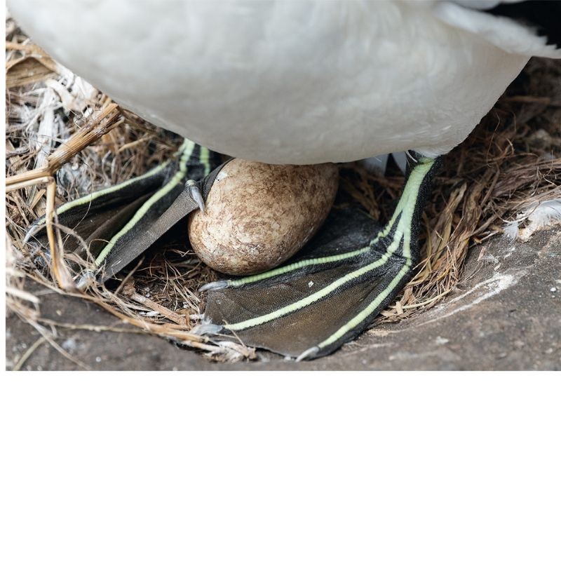 Fou de fous - monographie photographique sur le sulidae