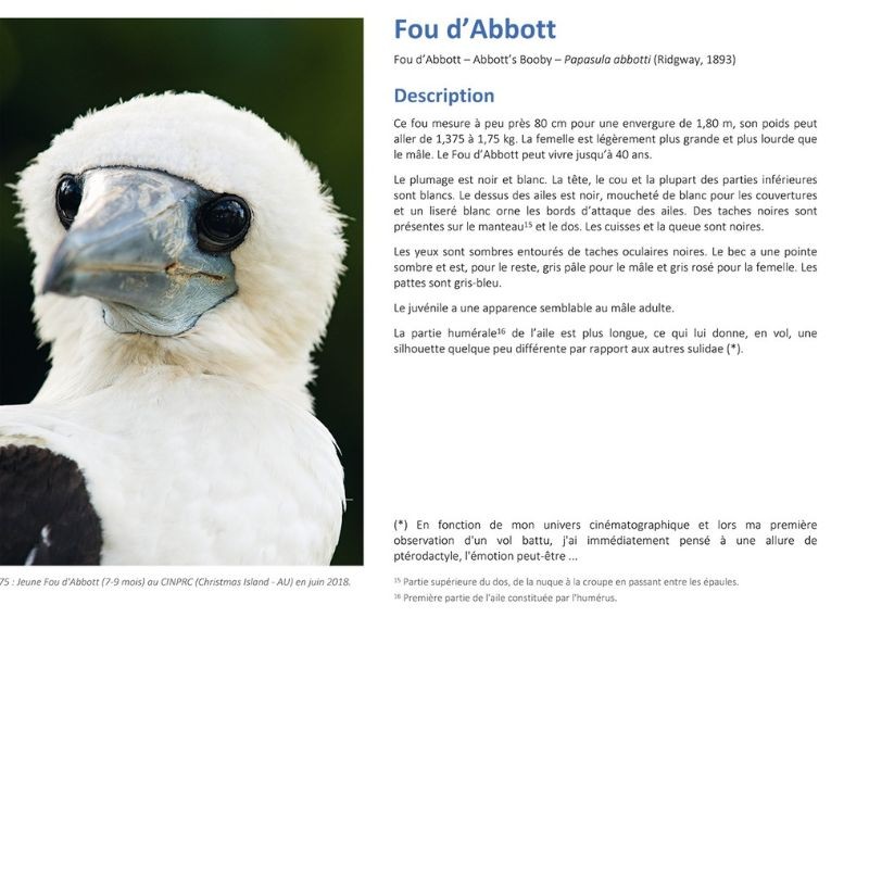 Fou de fous - monographie photographique sur le sulidae