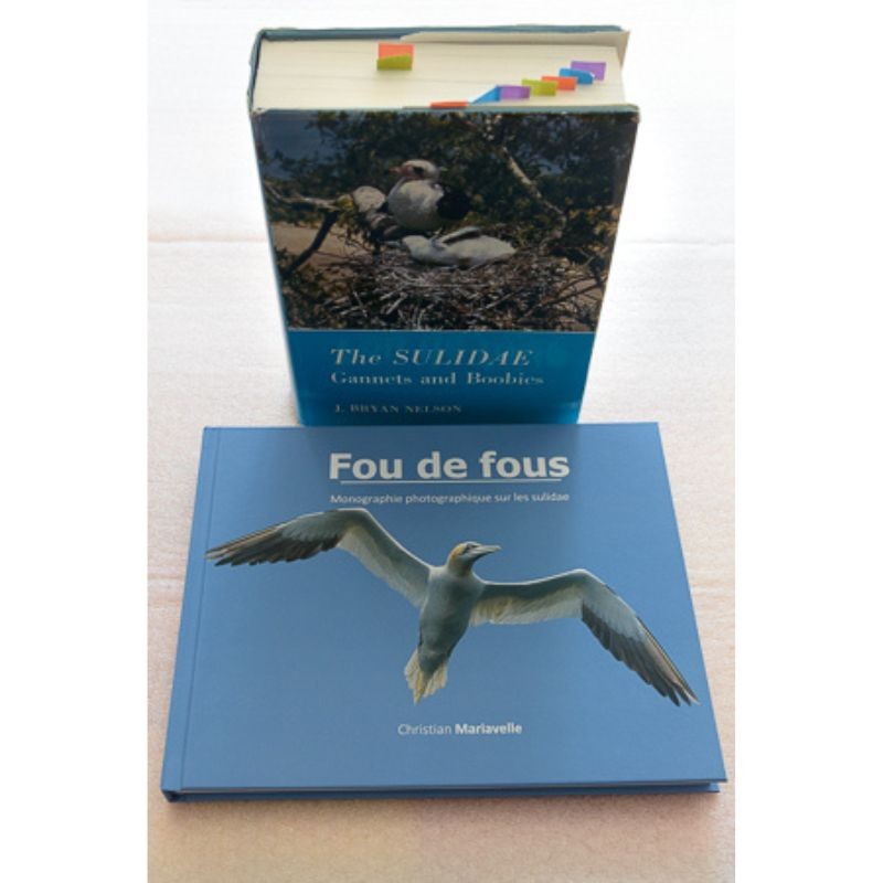 Fou de fous - monographie photographique sur le sulidae
