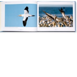 Fou de fous - monographie photographique sur le sulidae