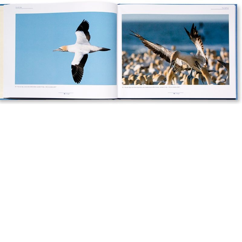 Fou de fous - monographie photographique sur le sulidae