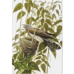 Coucou gris - Carte de correspondance d'André Buzin