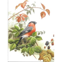 Bouvreuil pivoine - Carte de correspondance d'André Buzin