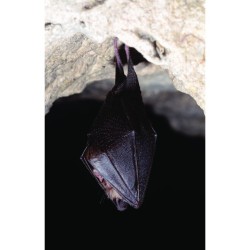 Les chauves-souris ont-elles peur de la lumière ? 100 clés pour comprendre les chauves-souris!