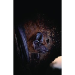 Les chauves-souris ont-elles peur de la lumière ? 100 clés pour comprendre les chauves-souris!