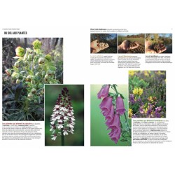 Paysages de France en bord de chemin Paysages de France en bord de chemin