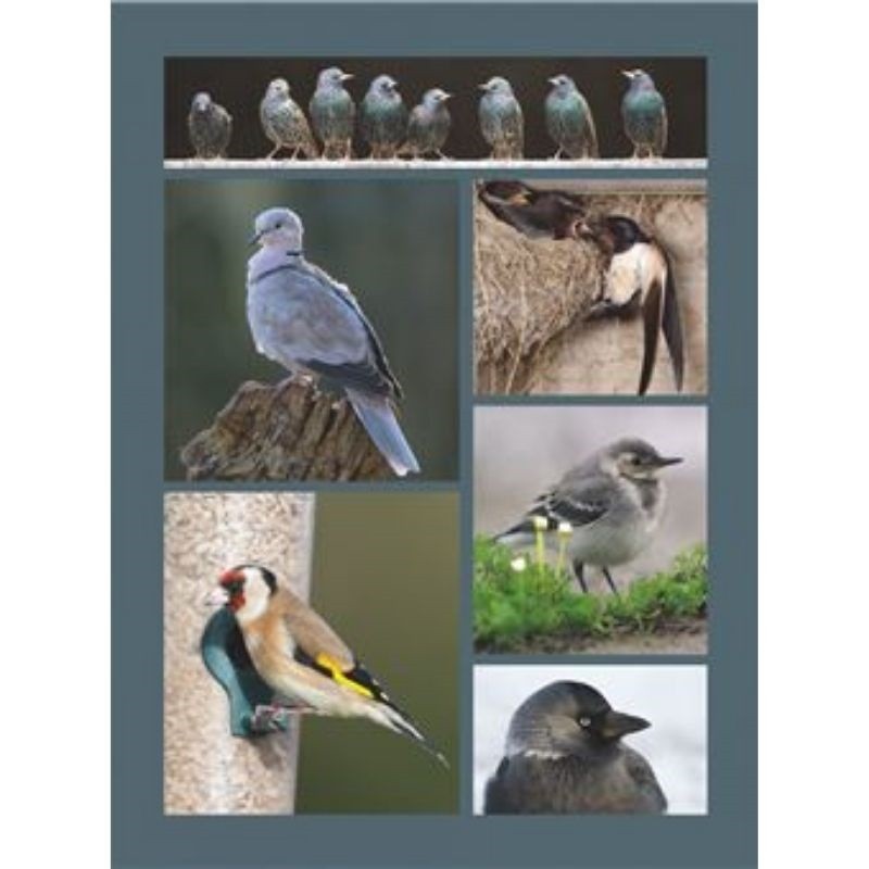 Le grand Atlas des oiseaux - 150 oiseaux des régions de France
