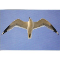 Goéland cendré - Carte de correspondance (photo)