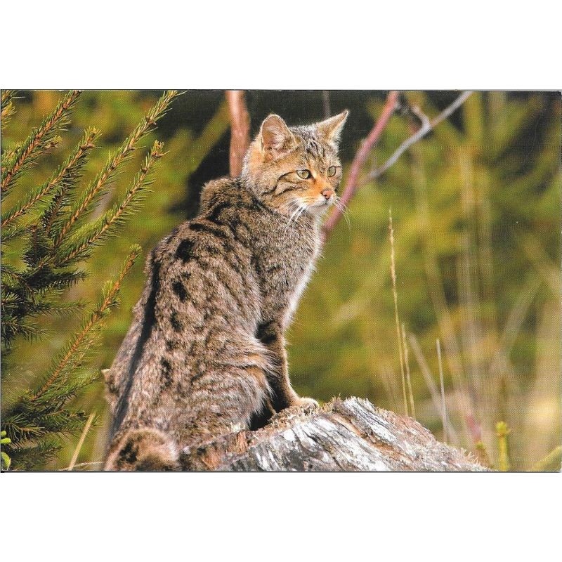 Chat sylvestre - Carte de correspondance (photo)