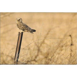 Hibou des marais - Carte de correspondance (photo)