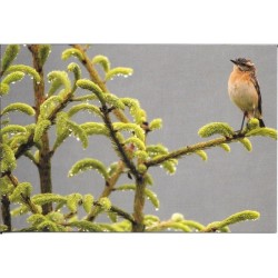 Tarier des prés - Carte de correspondance (photo)